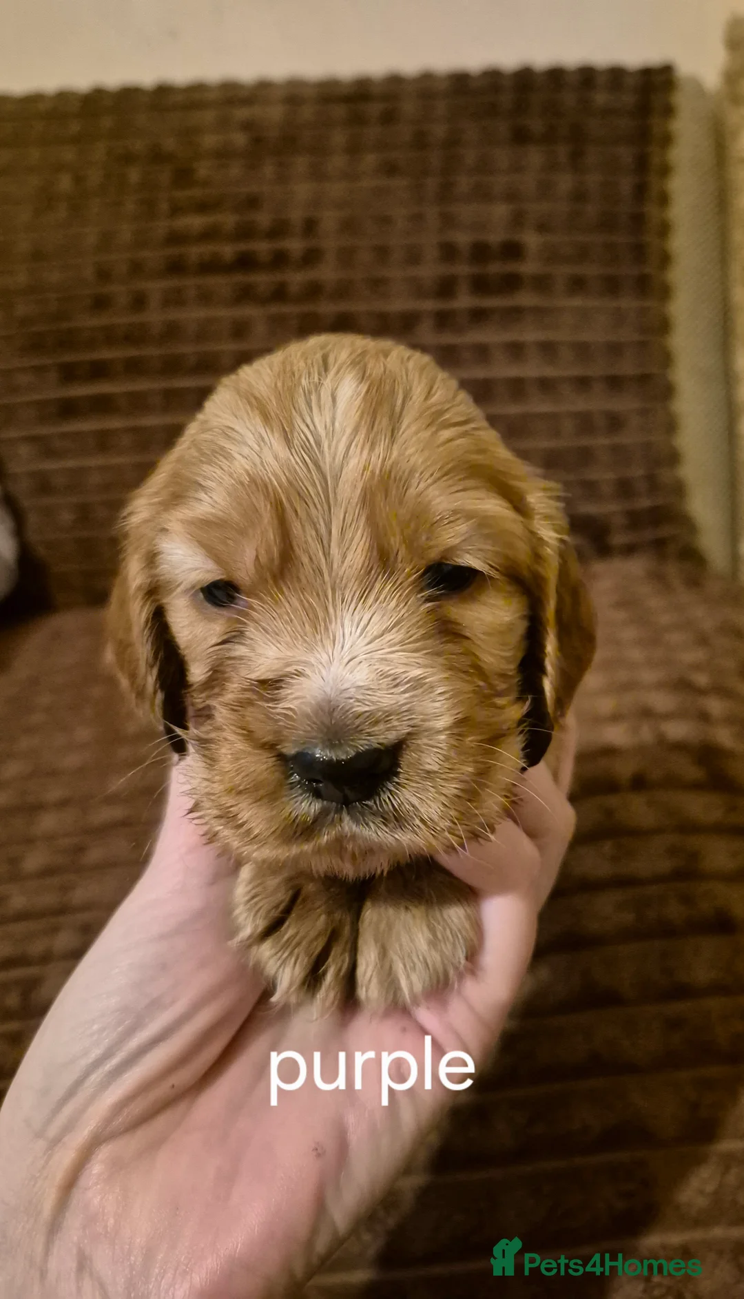 American Cocker Spaniel dogs for sale: Cocker Spaniel puppies for sale - Advert 9