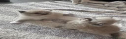 Ragdoll cats for sale: Beautiful ragdoll kittens  - Advert 7