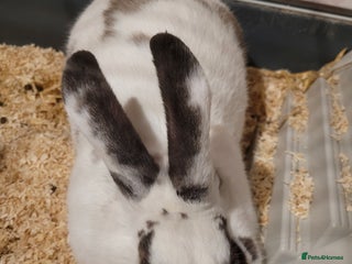 Rex rabbits - Advert 3