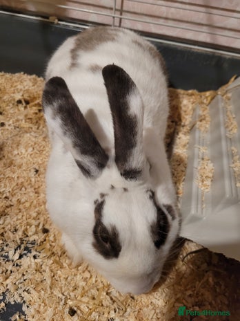 Rex rabbits - Advert 17