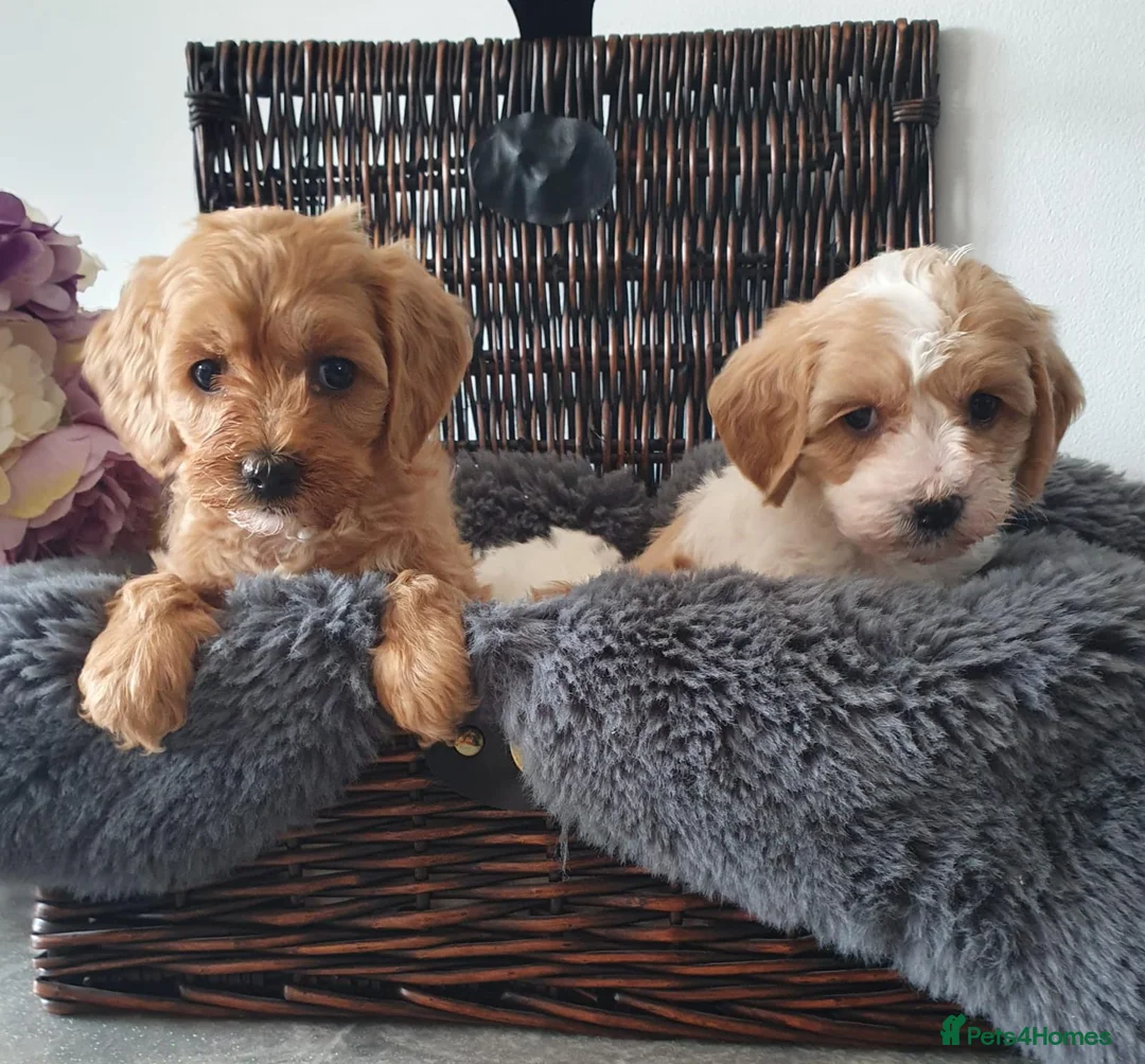 Cavapoo dogs for sale: Cavapoo in Manchester - Advert 1