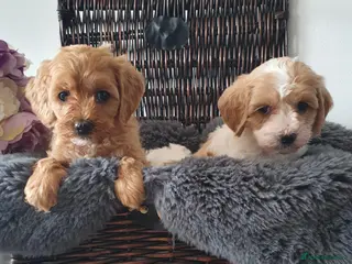 Cavapoo dogs Cavapoo - Advert 3