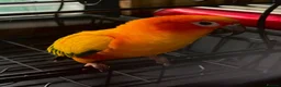 Conures birds for sale: Sun conure - Advert 3