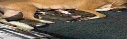 Boxer dogs for sale: Pregnancy confirmed - Advert 4
