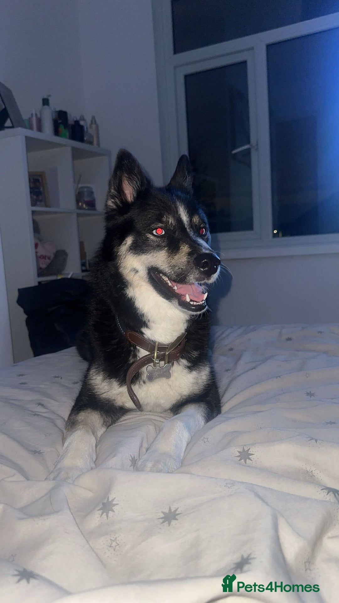 Pomsky dogs for sale: Nala the Pomsky🖤 - Advert 3