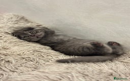 British Shorthair cats for sale: Adorable British blue Shorthair Kittens  - Image 6