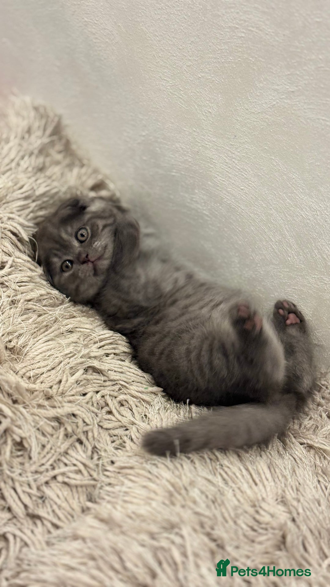 British Shorthair cats for sale: Adorable British blue Shorthair Kittens  - Image 6