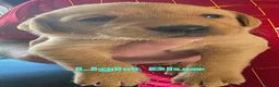 Labrador Retriever dogs for sale: Kc Reg Dark Fox Red & Light Red Lab Pups - Advert 29