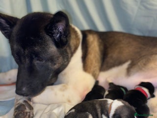 Akita dogs Beautiful American Akita Puppies - Advert 4