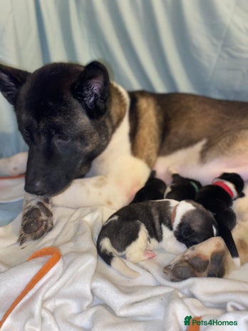 Akita dogs Beautiful American Akita Puppies - Advert 1