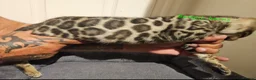 Bengal cats for sale: Snow mink bengals ready now - Advert 24