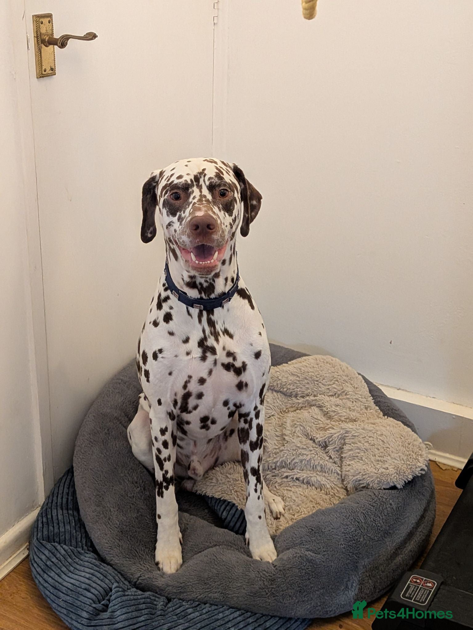 Dalmatian dogs Male Dalmatian 3.5 years Playful & Loving - Advert 8