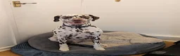Dalmatian dogs for sale: Male Dalmatian 3.5 years Playful & Loving - Advert 1