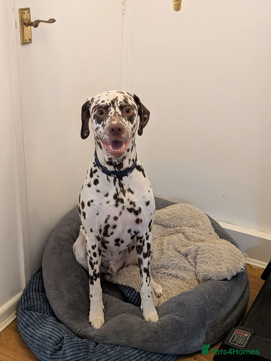 Dalmatian dogs for sale: Male Dalmatian 3.5 years Playful & Loving - Advert 1