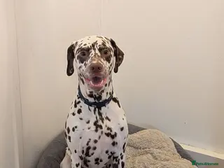 Dalmatian dogs Male Dalmatian 3.5 years Playful & Loving - Advert 11