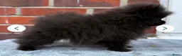 Pomeranian dogs for stud: Lilac Merle KC Pomeranian STUD - Advert 16