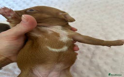 Miniature Dachshund dogs for sale: Superb Miniature KC reg Dachshund puppies - Image 6