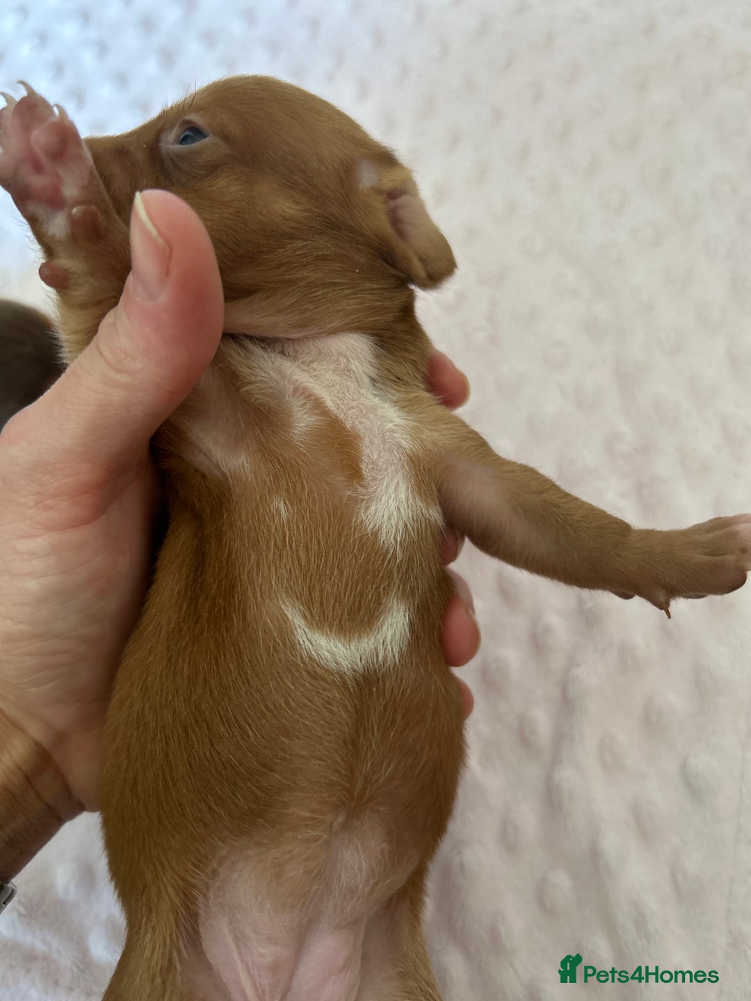 Miniature Dachshund dogs for sale: Superb Miniature KC reg Dachshund puppies - Image 6