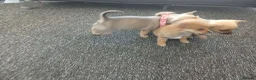 Chihuahua dogs for sale: Beautiful  chihuahua  puppies  - Advert 6