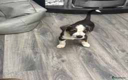Border Collie dogs for sale: Border collie pups - Image 3