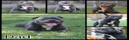 Staffordshire Bull Terrier dogs for sale: Stunning KC Registered Blue Staffs - Advert 15