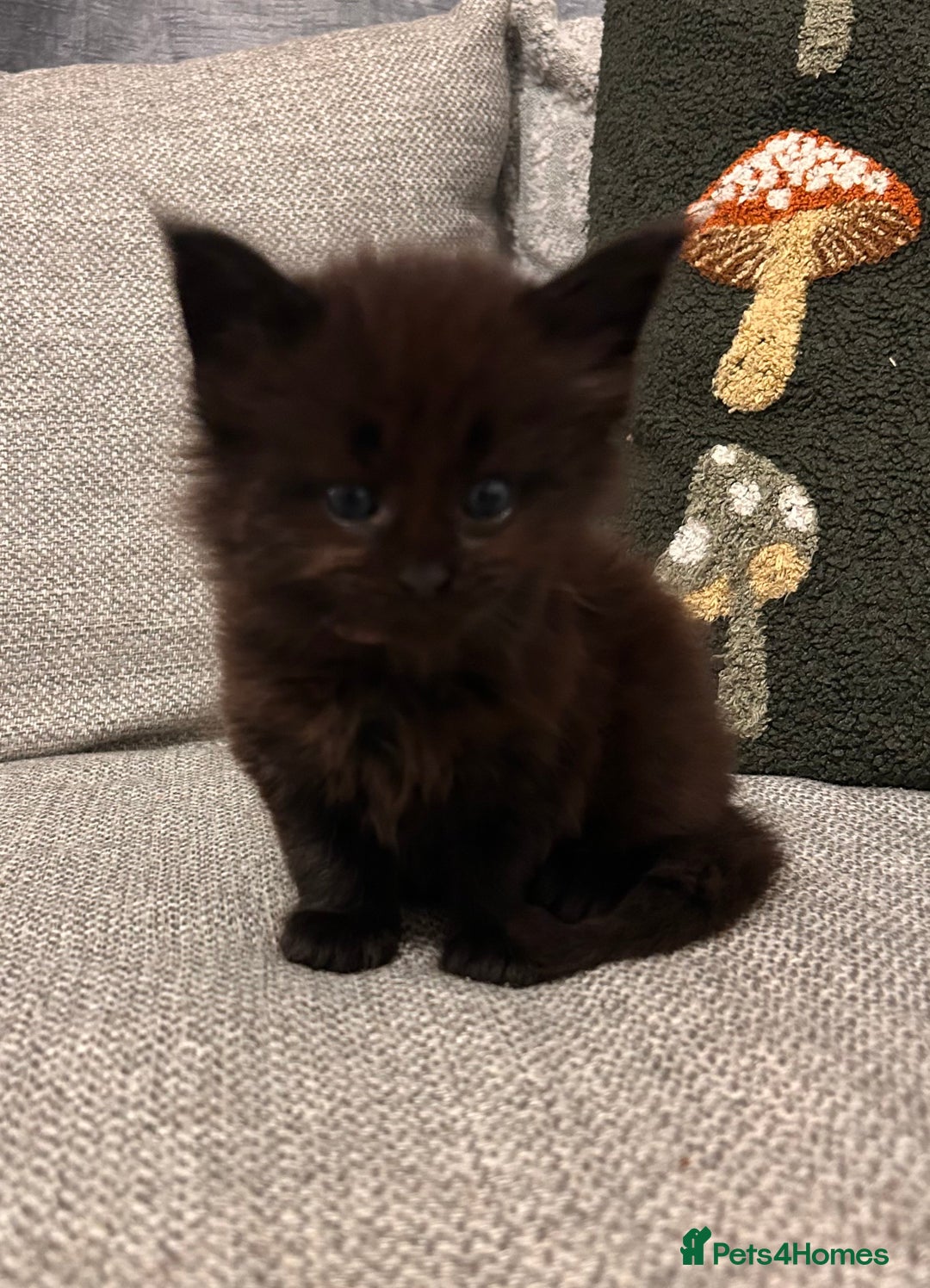 Maine Coon cats for sale: Halloween babies 🎃🐈‍⬛ 2 girls left - Advert 22