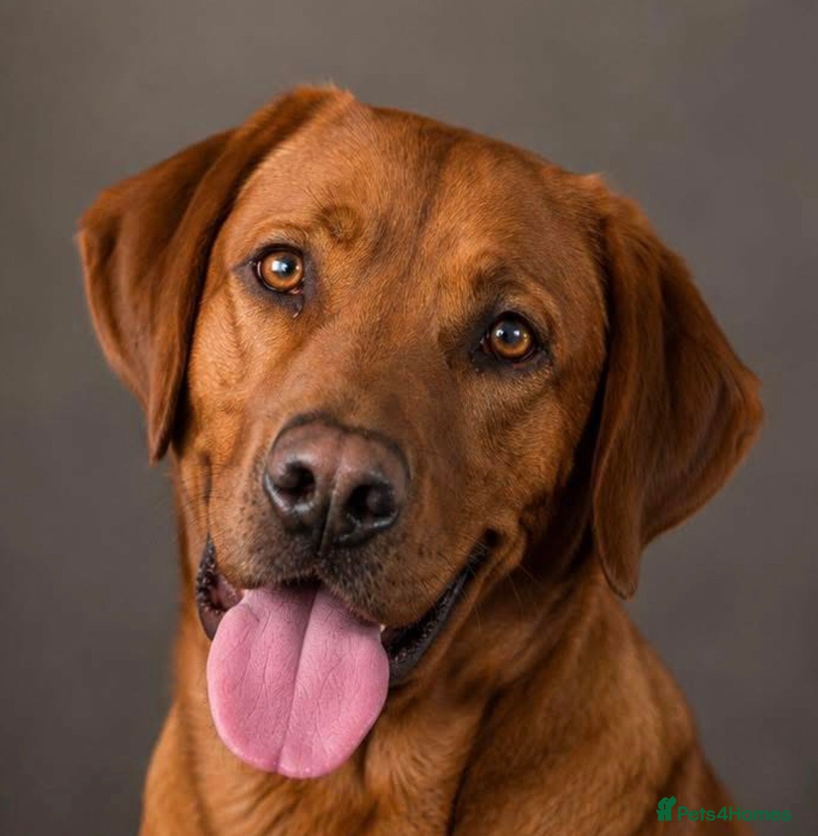 Labrador Retriever dogs Red fox lab - Advert 11