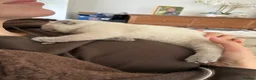Scottish Fold cats for sale: Beautiful Scottish Fold Kittens in Bognor Regis - Advert 11