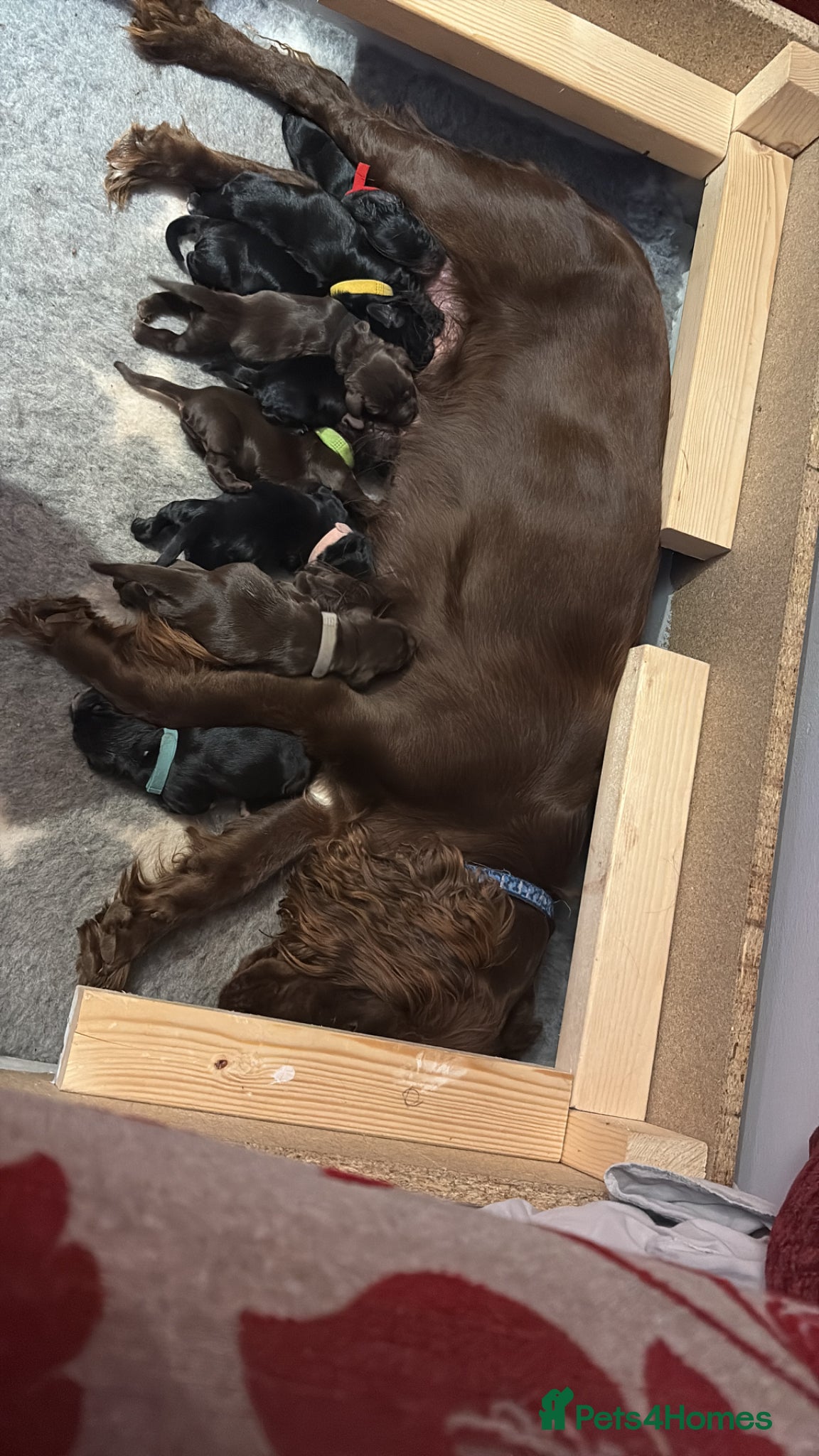 Cocker Spaniel dogs for sale: Litter of 10 gorgeous working Cocker Spaniels in Norwich - Advert 6