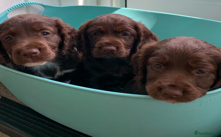 Cocker Spaniel dogs - Advert 11