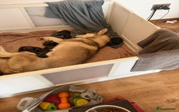 Mixed Breed dogs for sale: HuskyGerman/Rotweiler mixed breed puppies for sale - Advert 24