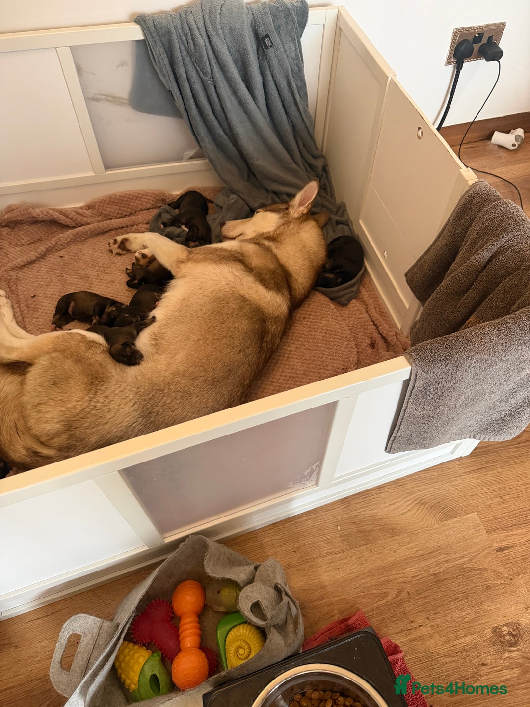 Mixed Breed dogs for sale: HuskyGerman/Rotweiler mixed breed puppies for sale - Advert 24