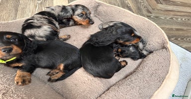 Miniature Dachshund dogs Beautiful black & tan long haired mini dachshunds  - Advert 10