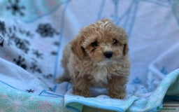 Poochon dogs for sale: Beautiful Poochons  - Image 4