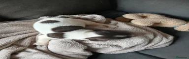 English Springer Spaniel boy 2
