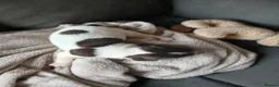 English Springer Spaniel dogs for sale: Springer spaniel - Advert 24