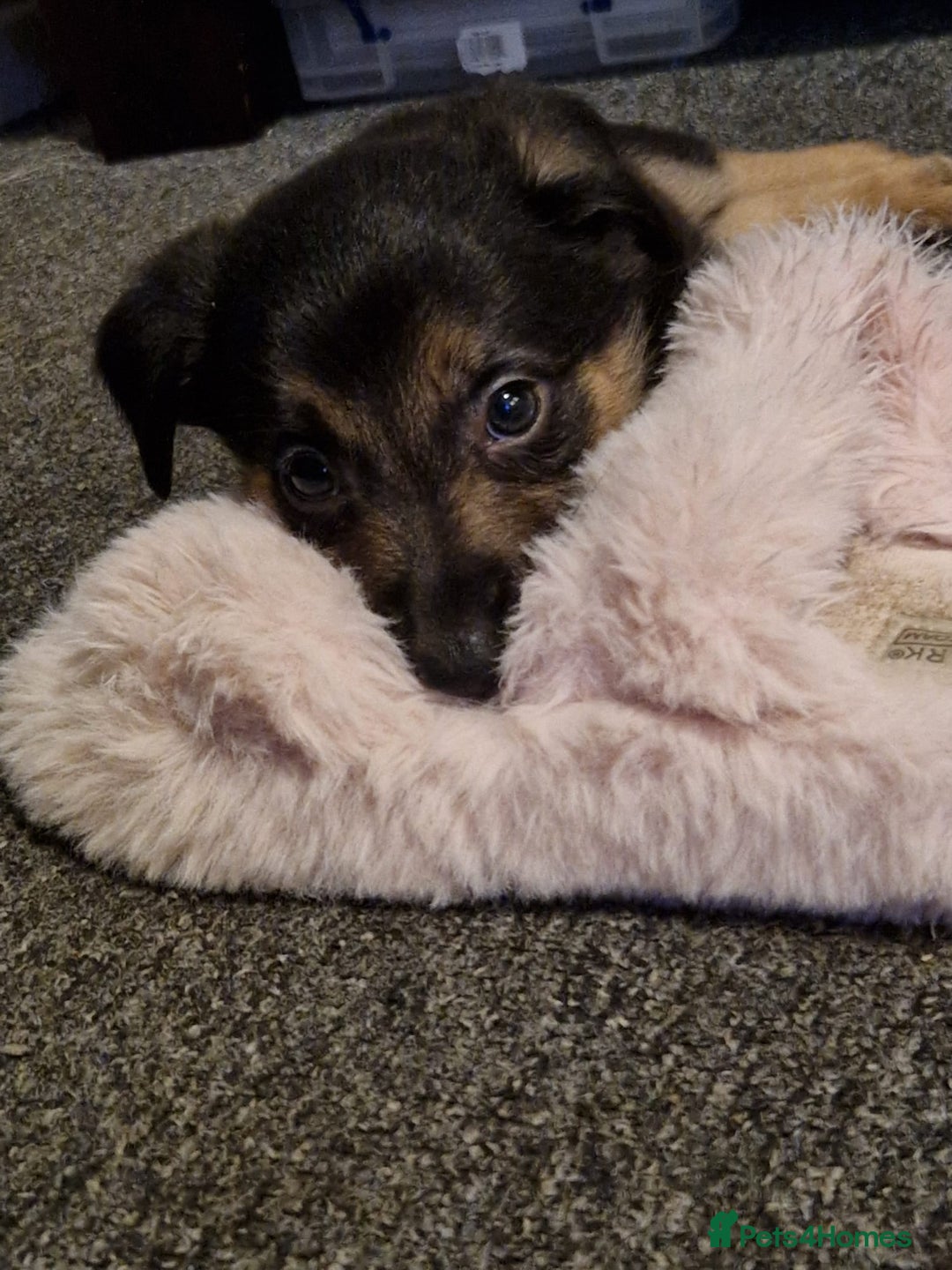 Mixed Breed dogs for sale: Border collie cross kelpie - Image 15