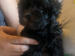 Maltipoo dogs Tiny F1 dollface Korean/Asian maltipoos😍 - Advert 17