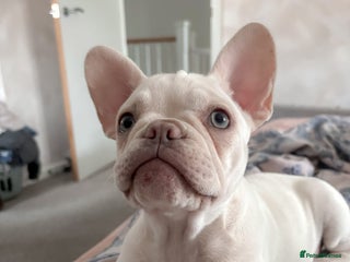 French Bulldog dogs KC Registered Platinum Cocoa French Bulldog - Advert 15