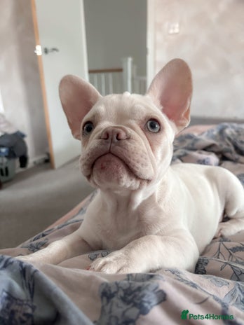 French Bulldog dogs KC Registered Platinum Cocoa French Bulldog - Advert 1