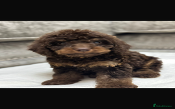 Cavapoo dogs for sale: 2 boys left looking for there forever homes - Image 14