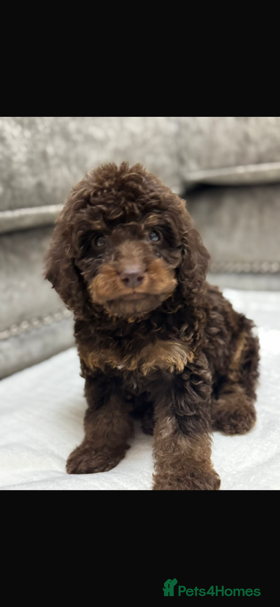 Cavapoo dogs for sale: 2 boys left looking for there forever homes - Image 14
