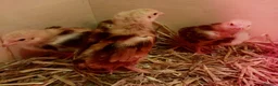 Chickens poultry for sale: Stunning Rhode Island red female chicks - Advert 2