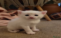 Mixed Breed cats for sale: Adorable White/Tabby Kittens Looking for Homes! 🐾 - Image 5