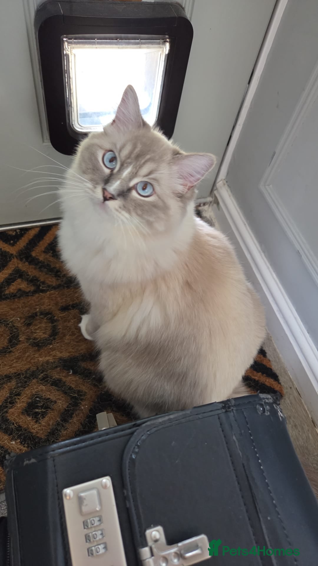 Ragdoll cats for sale: Pedigree ragdoll cats - Image 8