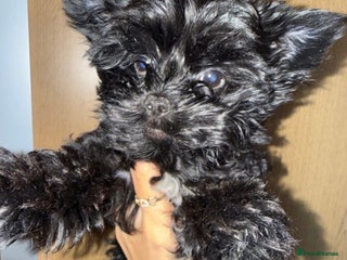 Yorkshire Terrier dogs 🐶🐶 Yorkshire Terrier puppy ready to rehome 🐶🐶 - Advert 14