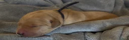 Goldador dogs for sale: Beautiful Goldador Puppies - Advert 24