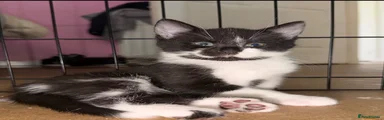 Tuxedo Male!