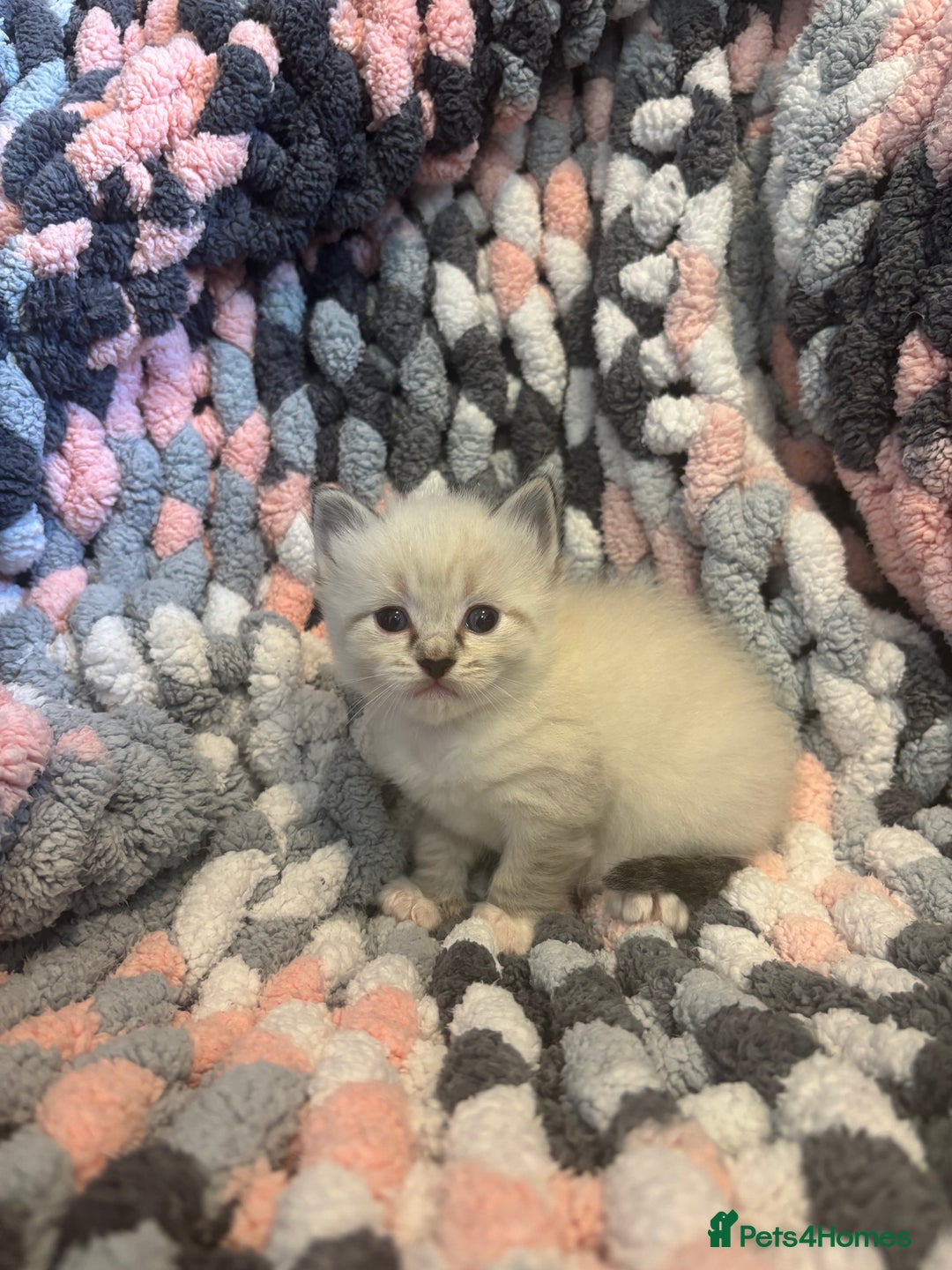 Ragdoll cats for sale: Beautiful ragdoll kittens 🩵 - Image 9