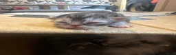 Persian cats for sale: 4 stunning pure Persian chinchilla kittens  - Advert 5